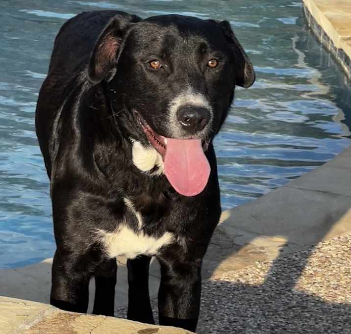 Photo of Buddy 2.0