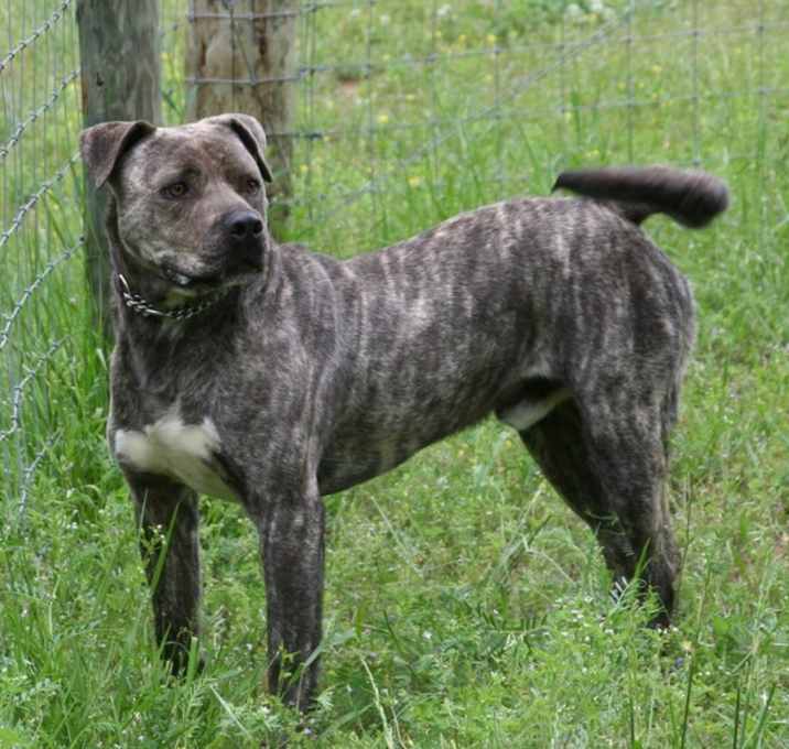 Photo of Starsky