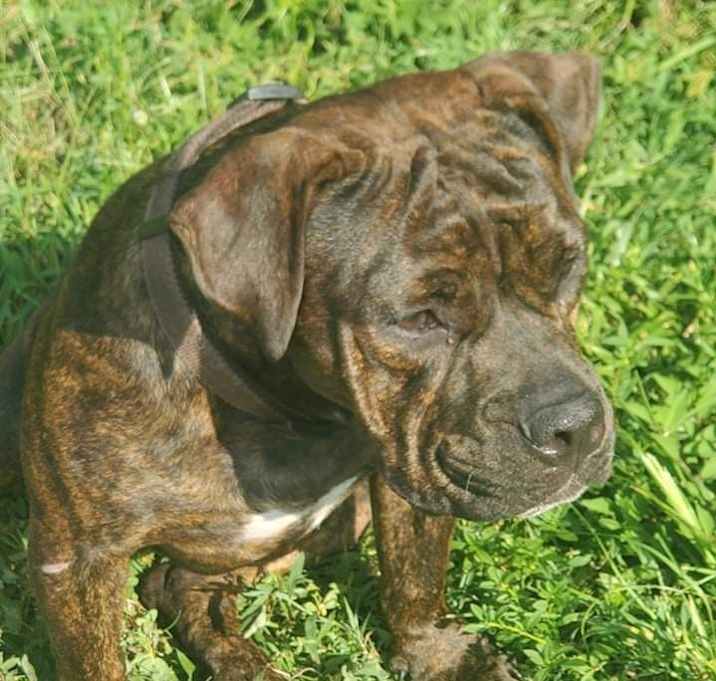 Photo of Luna