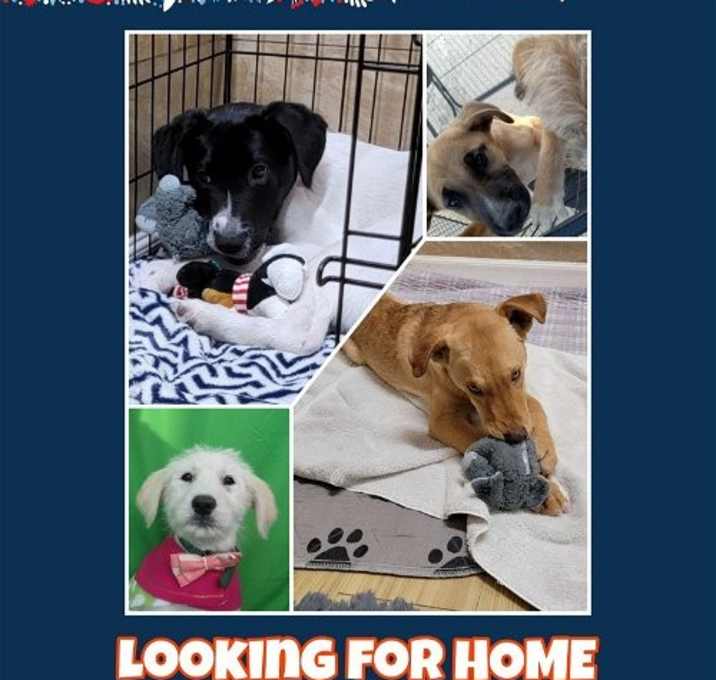 Photo of Dogs need homes
