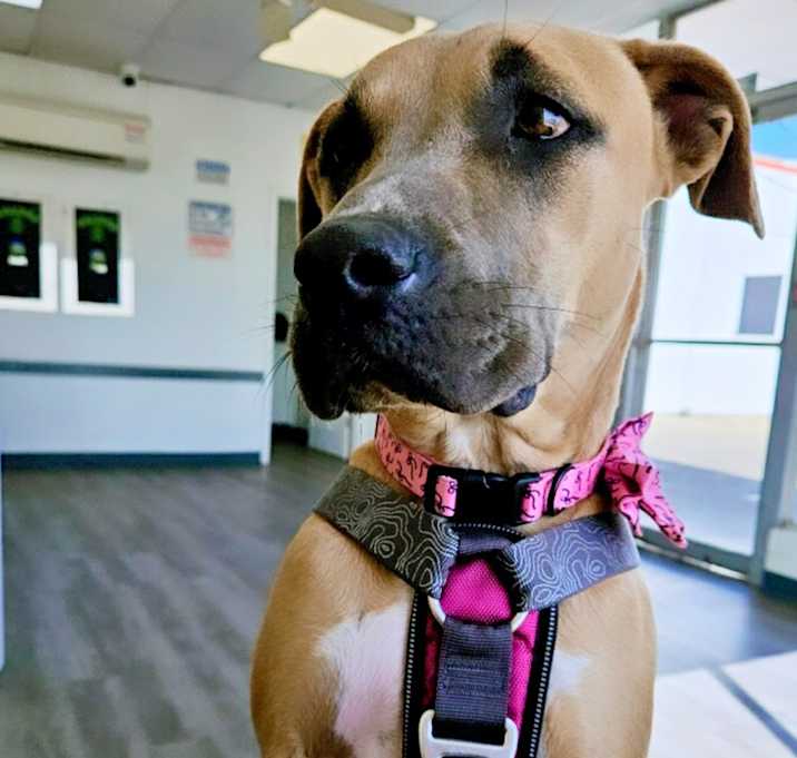 Photo of Bella
