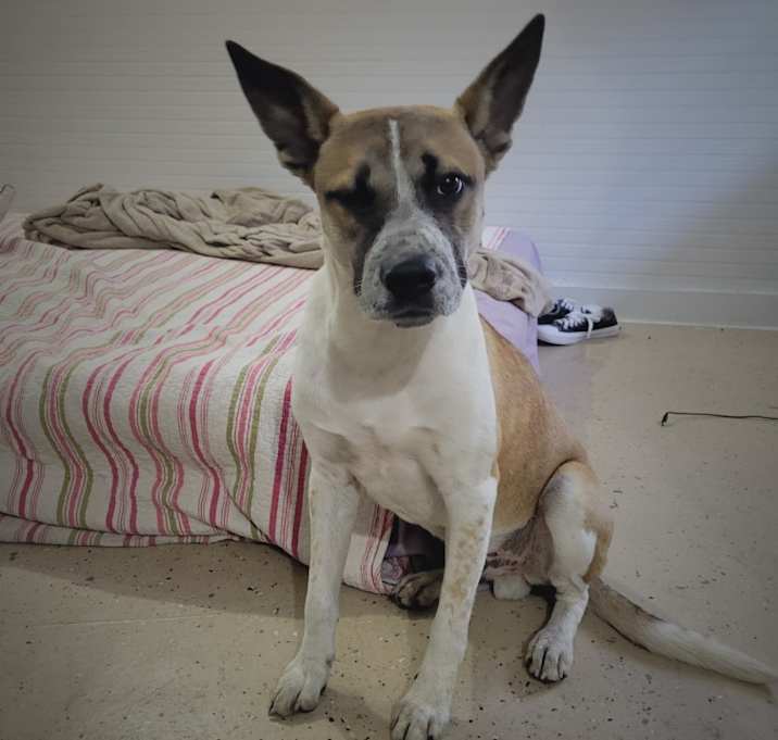 Photo of Samson