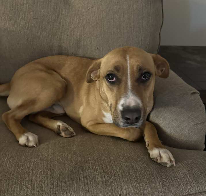 Photo of Brownie