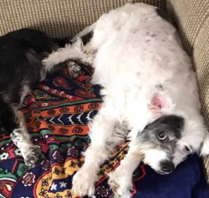 Photo of Charlie & Patches BONDED