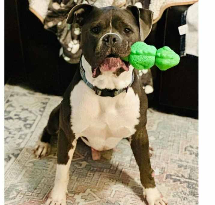 Photo of Niko