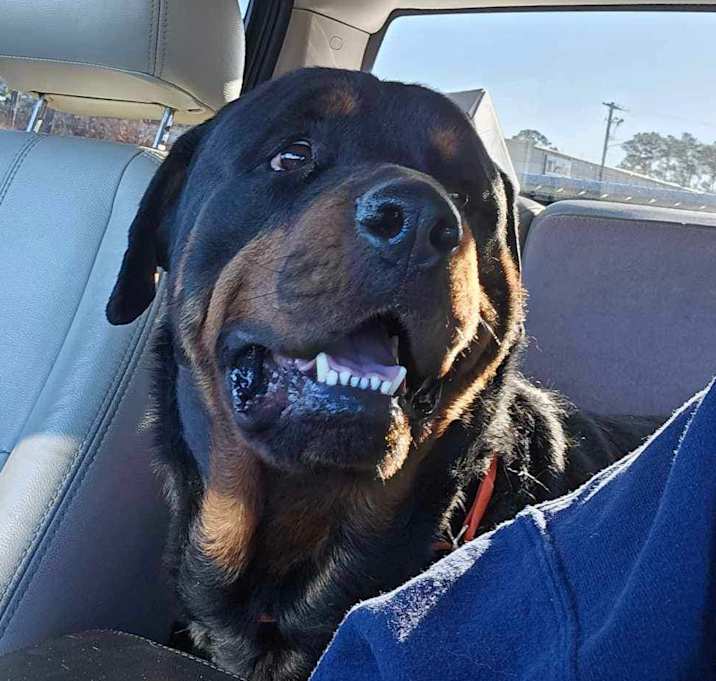 Photo of BRUNO 2
