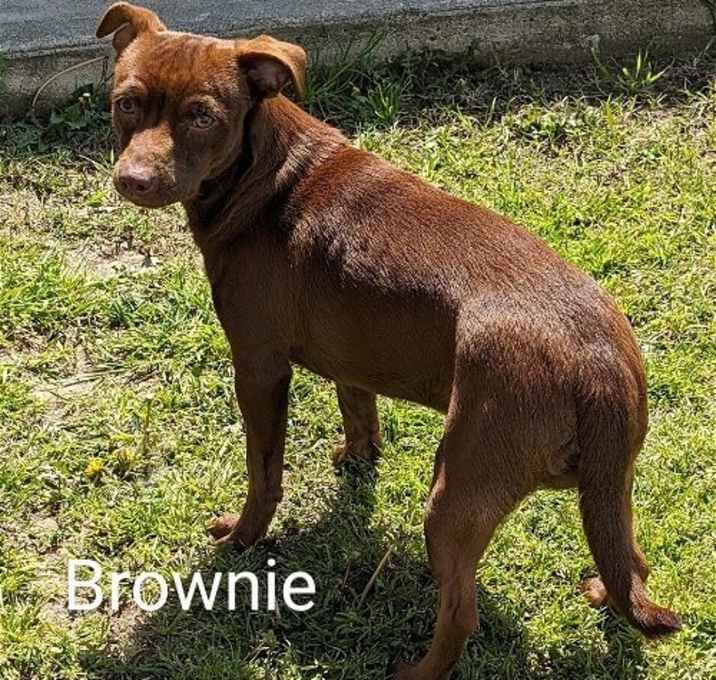 Photo of Brownie