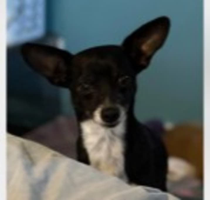 Photo of Tripp