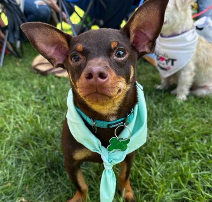 Photo of Dodger
