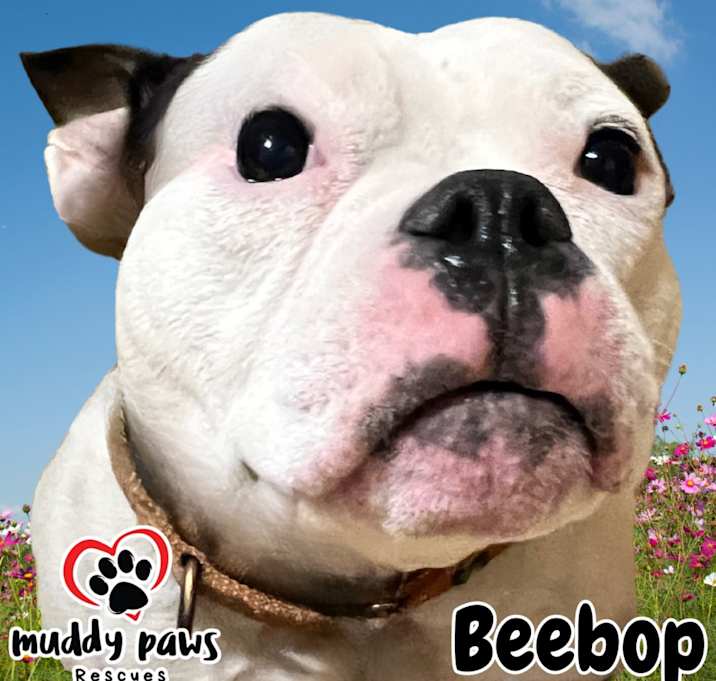 Photo of BeeBop