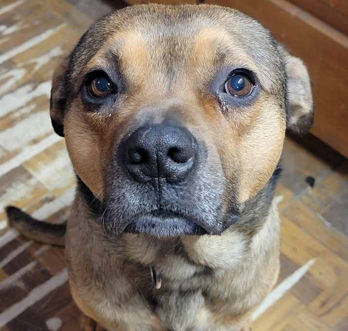 Photo of Nugget