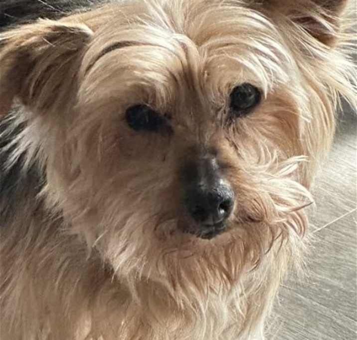 Photo of Penny