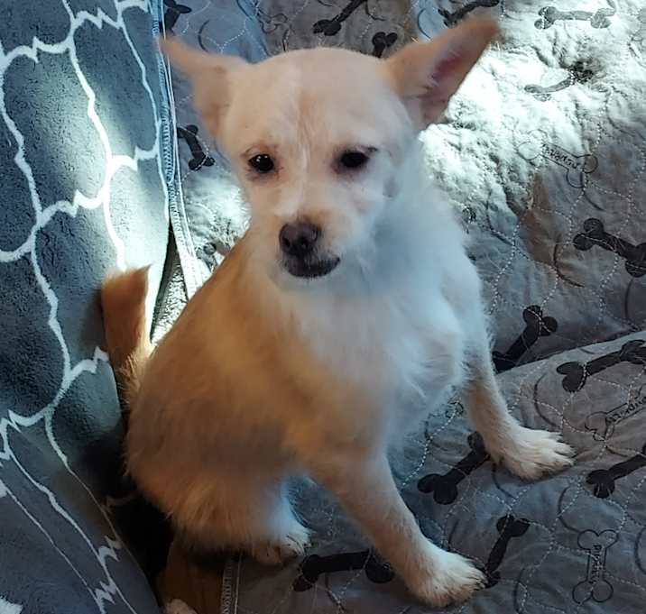 Photo of Snickerdoodle