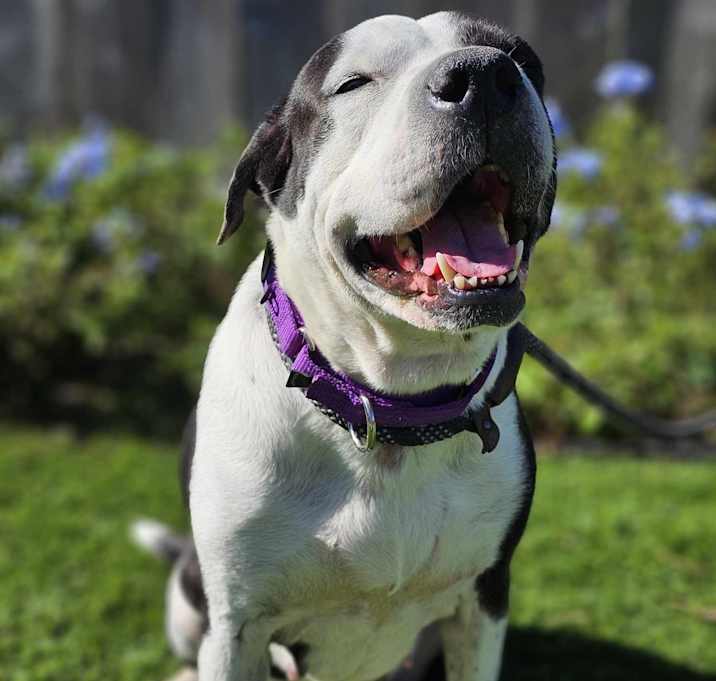 Photo of Pepper