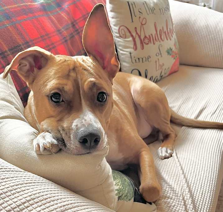 Photo of Cooper