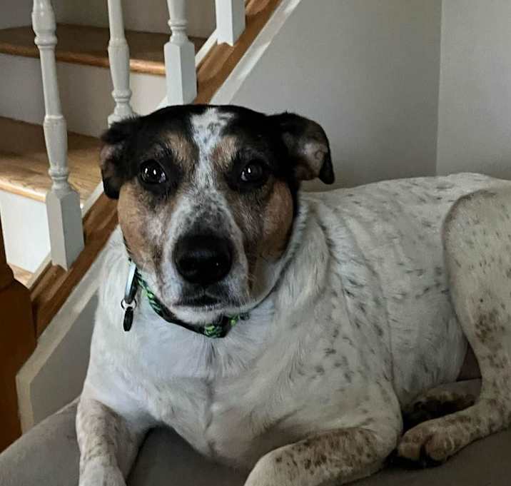 Photo of Kovu