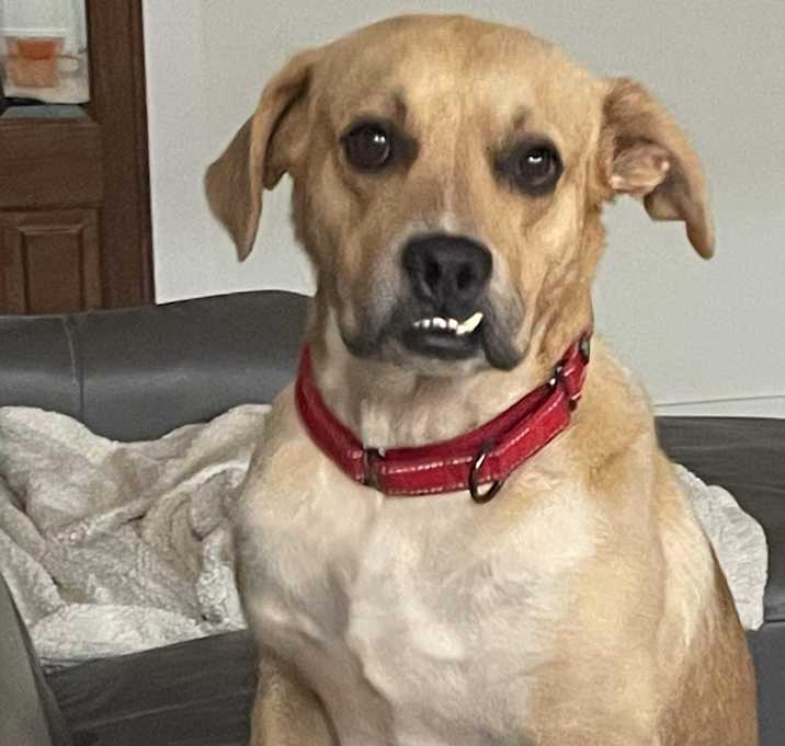 Photo of Amos