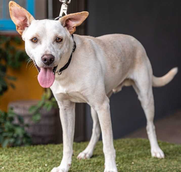Photo of Odie