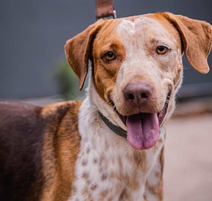Photo of Rocco