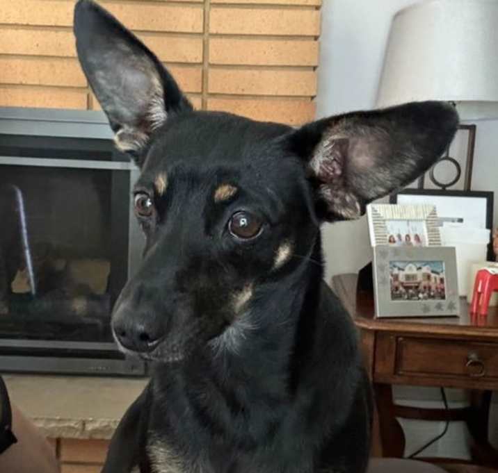 Photo of Sweet Pea