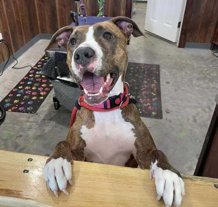 Photo of Bounce