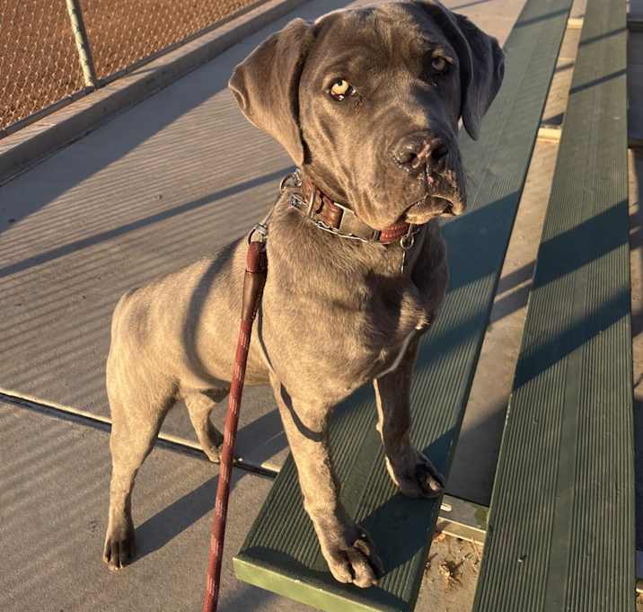 Photo of Nova