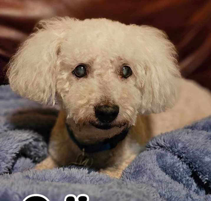 Photo of Odie - RICHMOND, IN