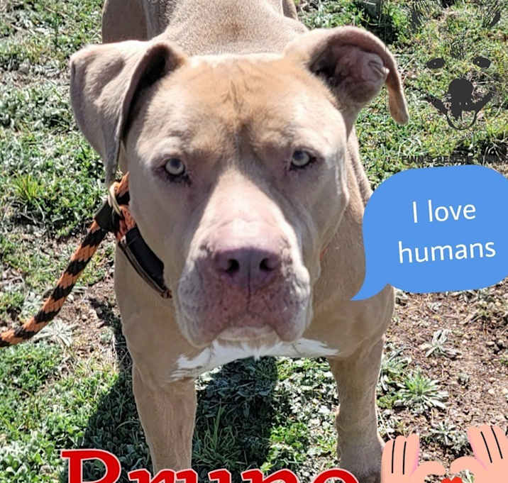 Photo of Bruno
