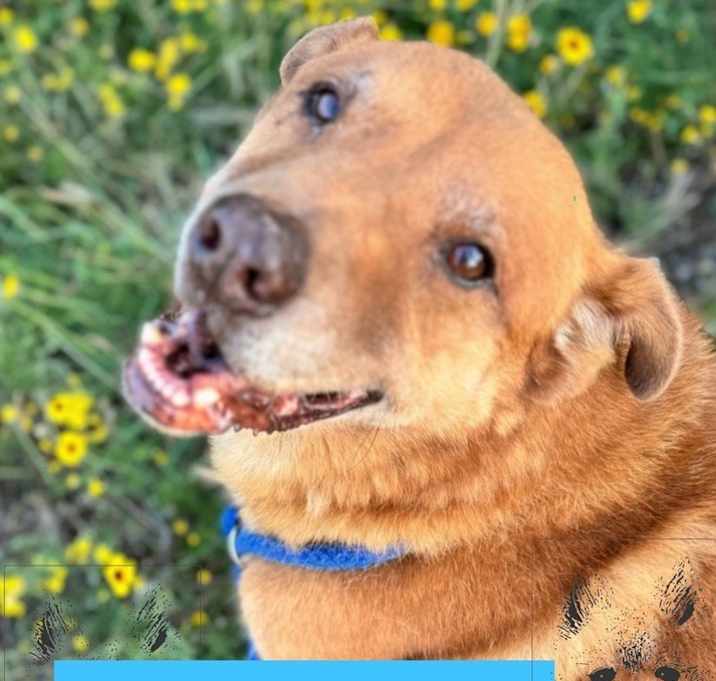 Photo of RUSTY