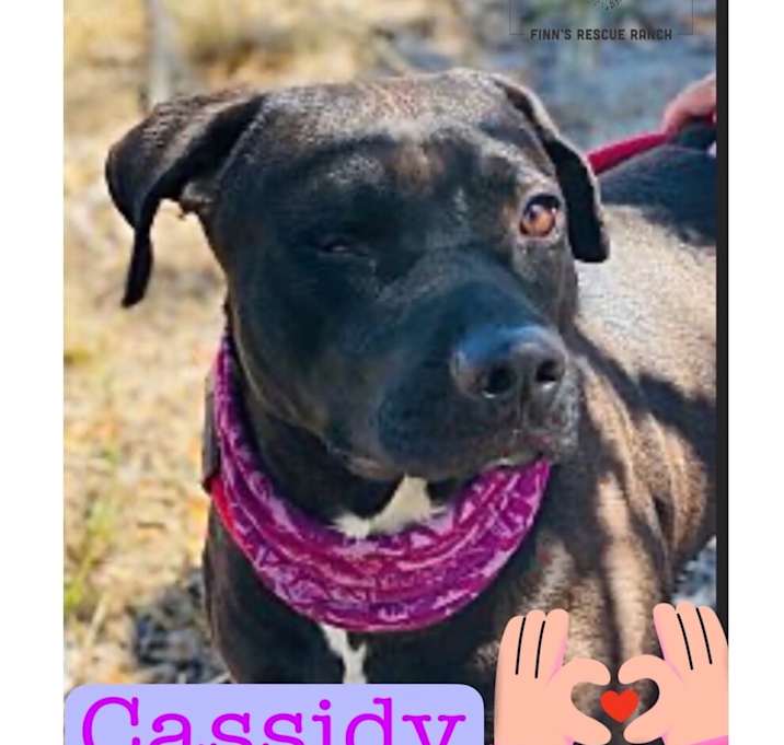 Photo of CASSIDY