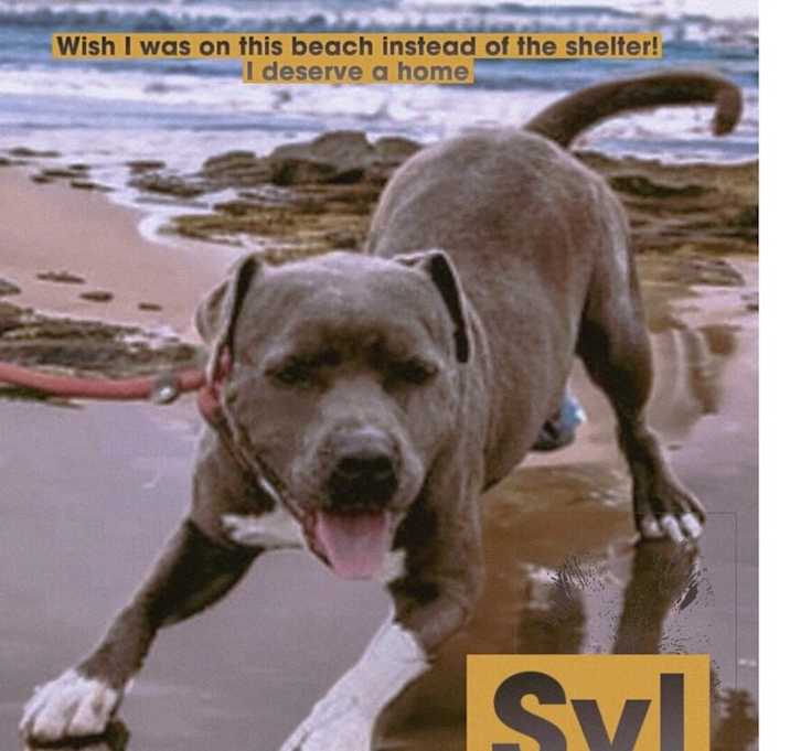 Photo of Sylvester