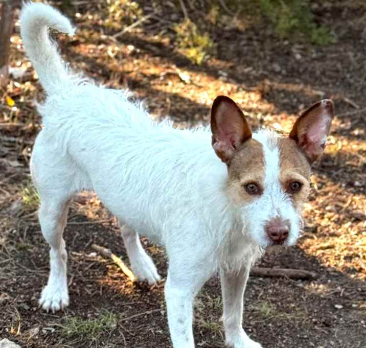 Photo of Toby