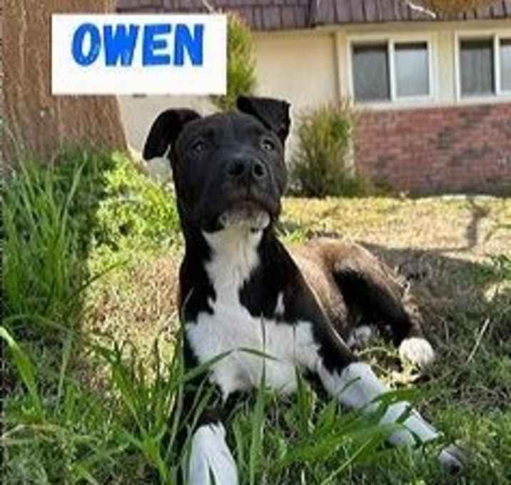 Photo of Owen