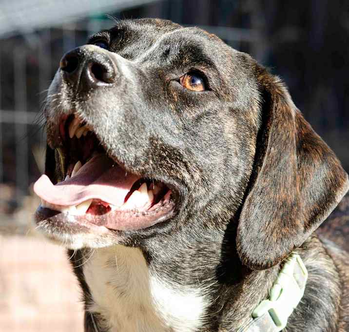 Photo of Ranger