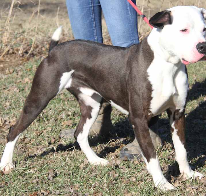 Photo of Loki (Neutered) Pics 2/18/24