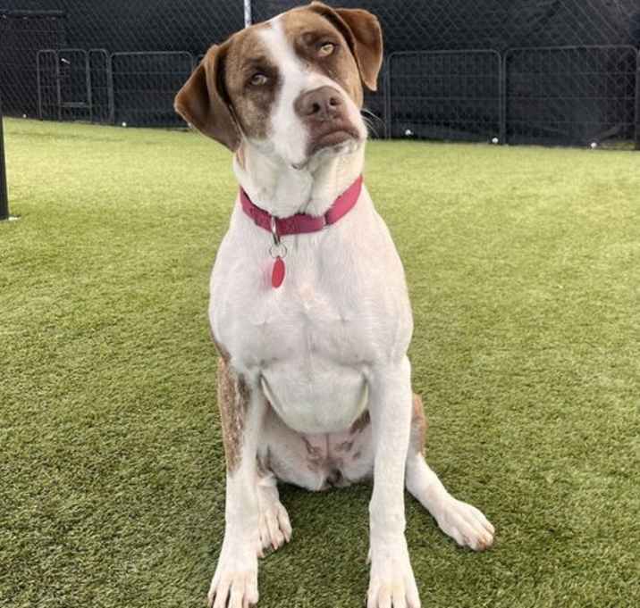 Photo of Ivy - Courtesy Post