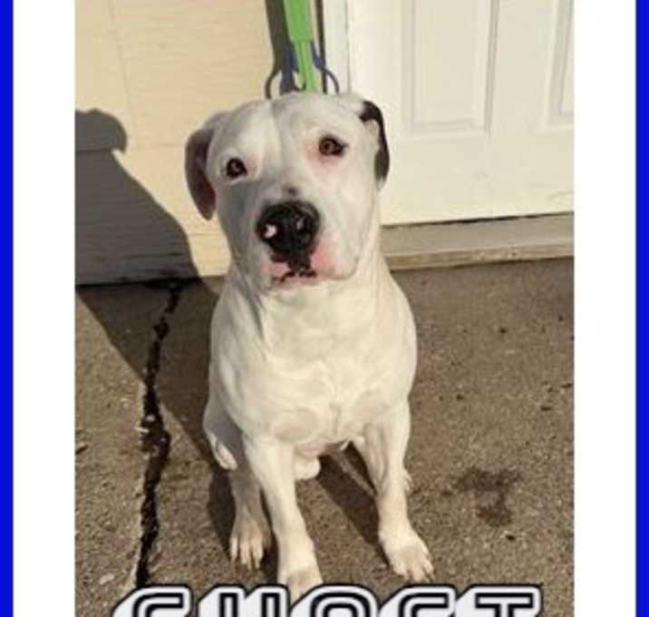 Photo of Ghost-COURTESY LISTING