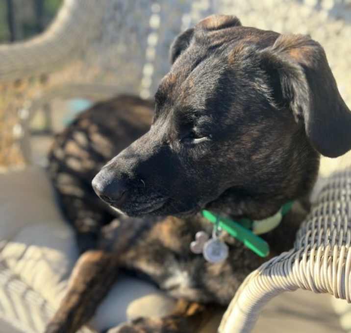 Photo of Lucky