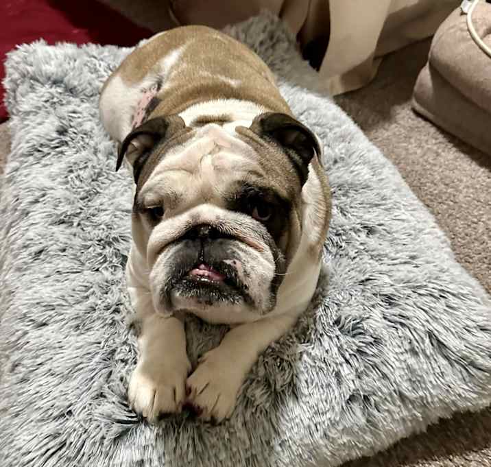 Photo of Caesar