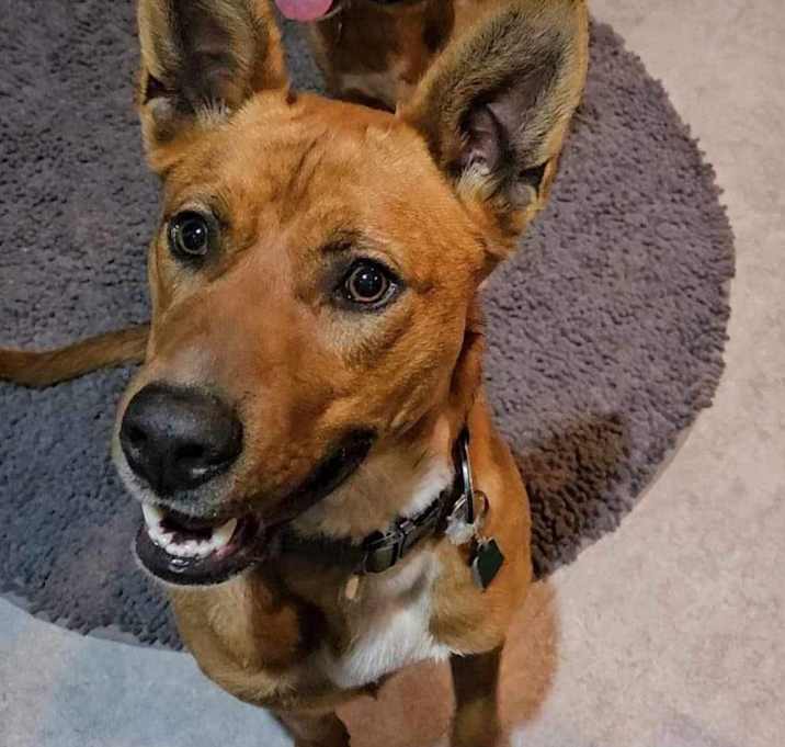 Photo of Jack (aka Kip)