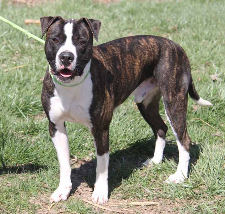 Photo of Spice (Neutered) Pics 3/25/24