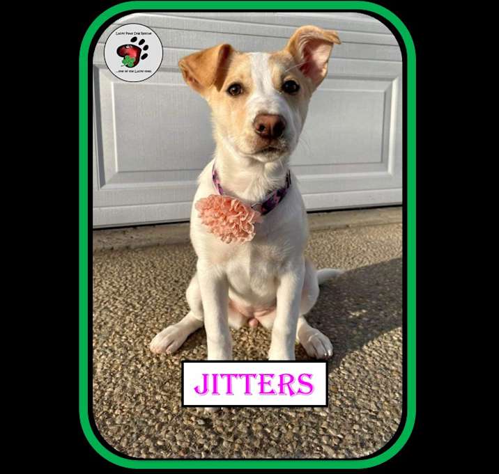 Photo of Jitters