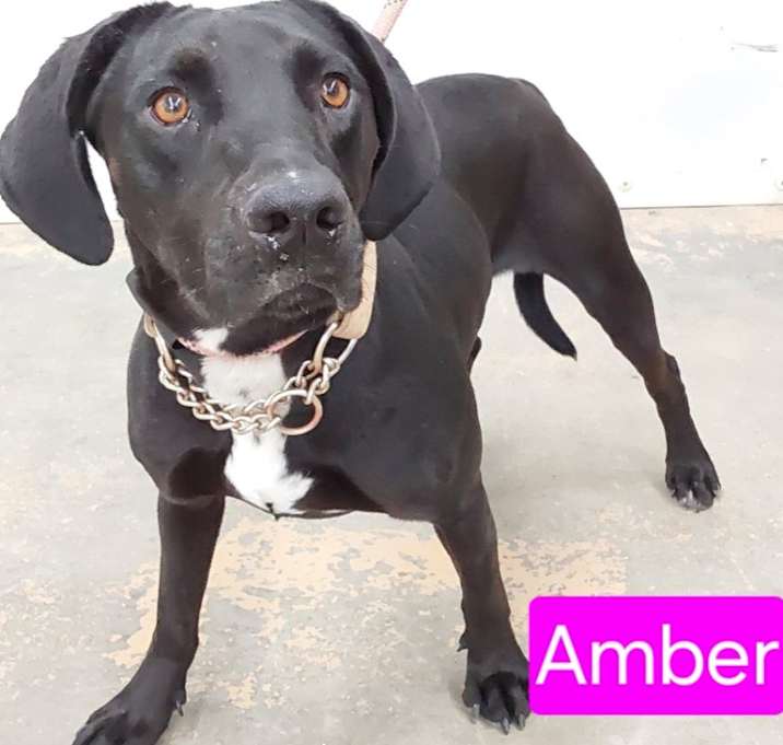 Photo of Amber