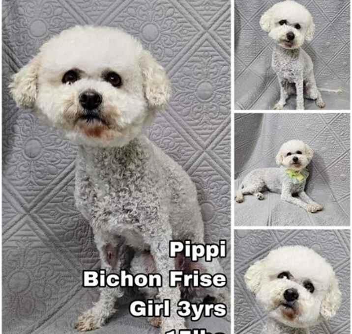 Photo of Pippi from Korea