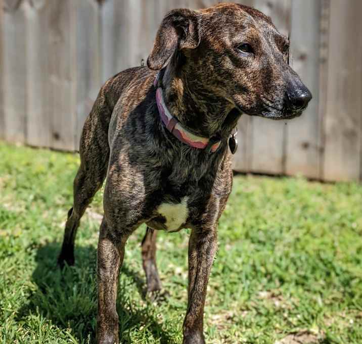 Photo of Nala