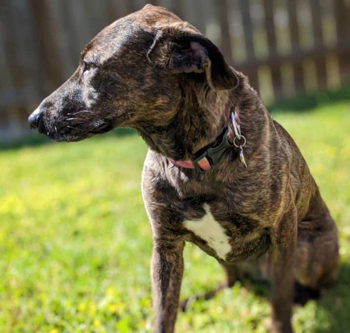 Photo of Nala