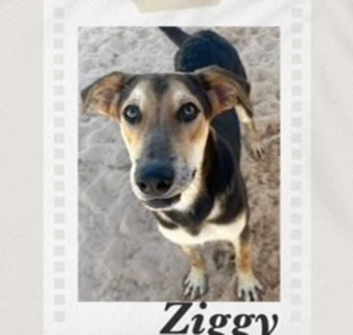 Photo of Ziggy