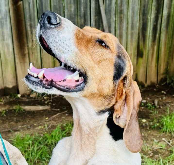 Photo of Tucker