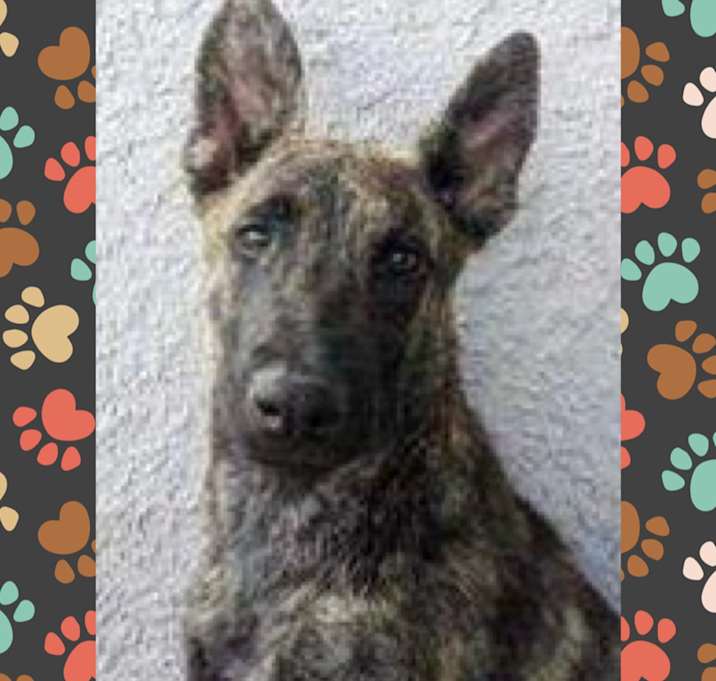 Photo of Shadow