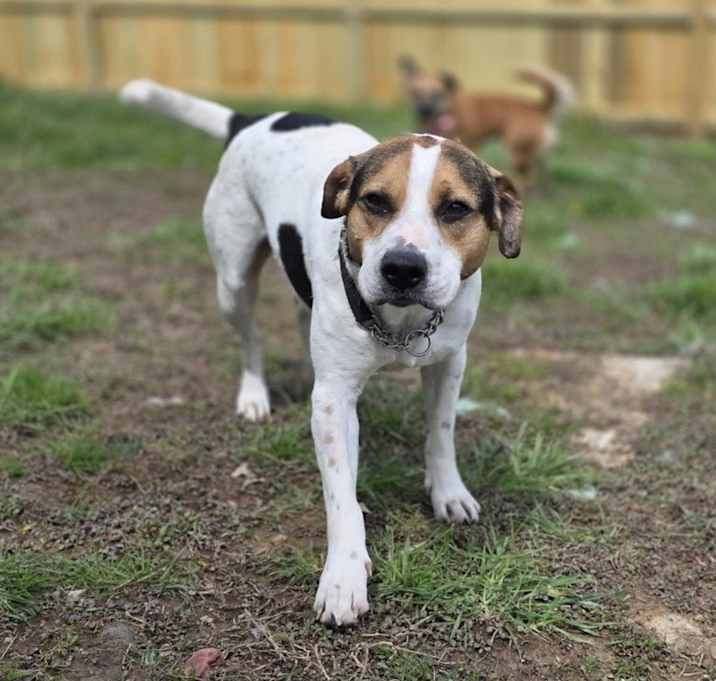 Photo of Mr Hound (Charley)